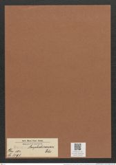Eunotia amphidicranon Ehr. (de-Toni-Nr.: Genus 104, Species 3191) Zeichnungen Sammlung Grunow Mappe 03429 (Herbarium_W_Grunow_drawings_Folder_03429)